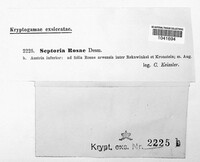 Sphaerulina rehmiana image